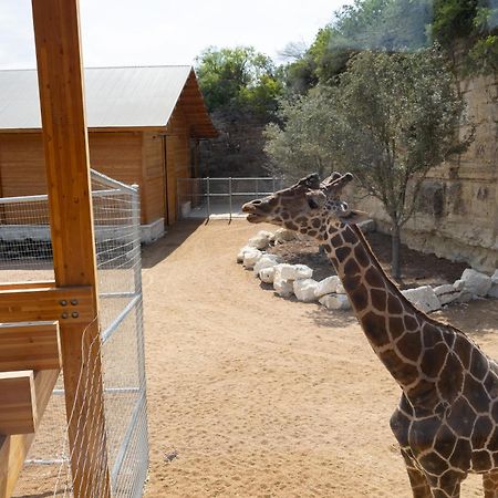 San Antonio Zoo - Spekboom Giraffe Lodge Εξωτερικό φωτογραφία
